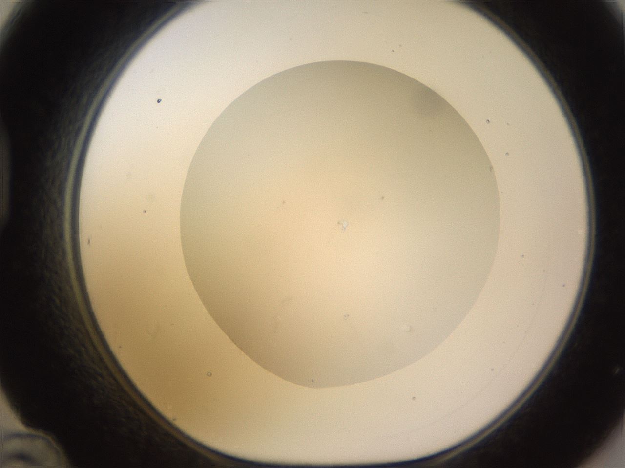 folderID577_plateID1577_batchID6365_wellNum48_profileID1_d1_r103501_ef.jpg
