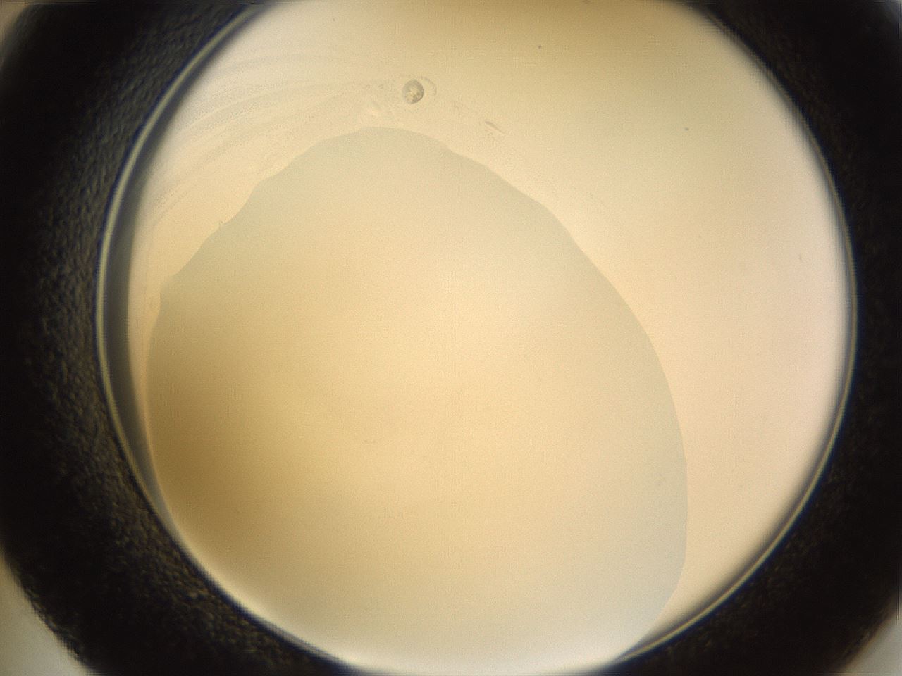 folderID577_plateID1577_batchID6365_wellNum48_profileID1_d2_r103502_ef.jpg