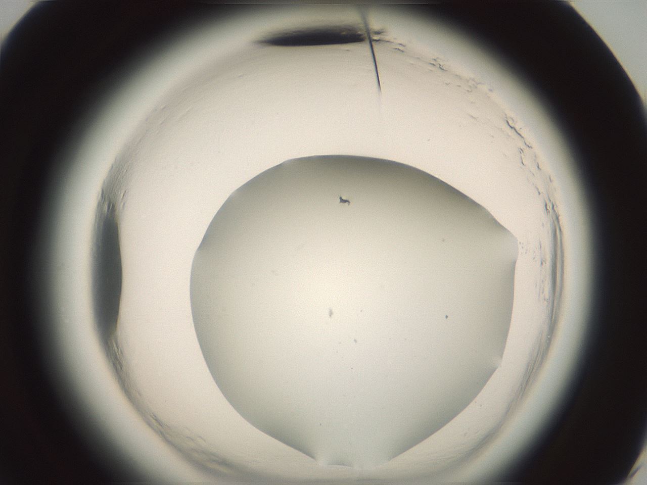 folderID576_plateID2576_batchID13156_wellNum60_profileID1_d3_r197756_ef.jpg