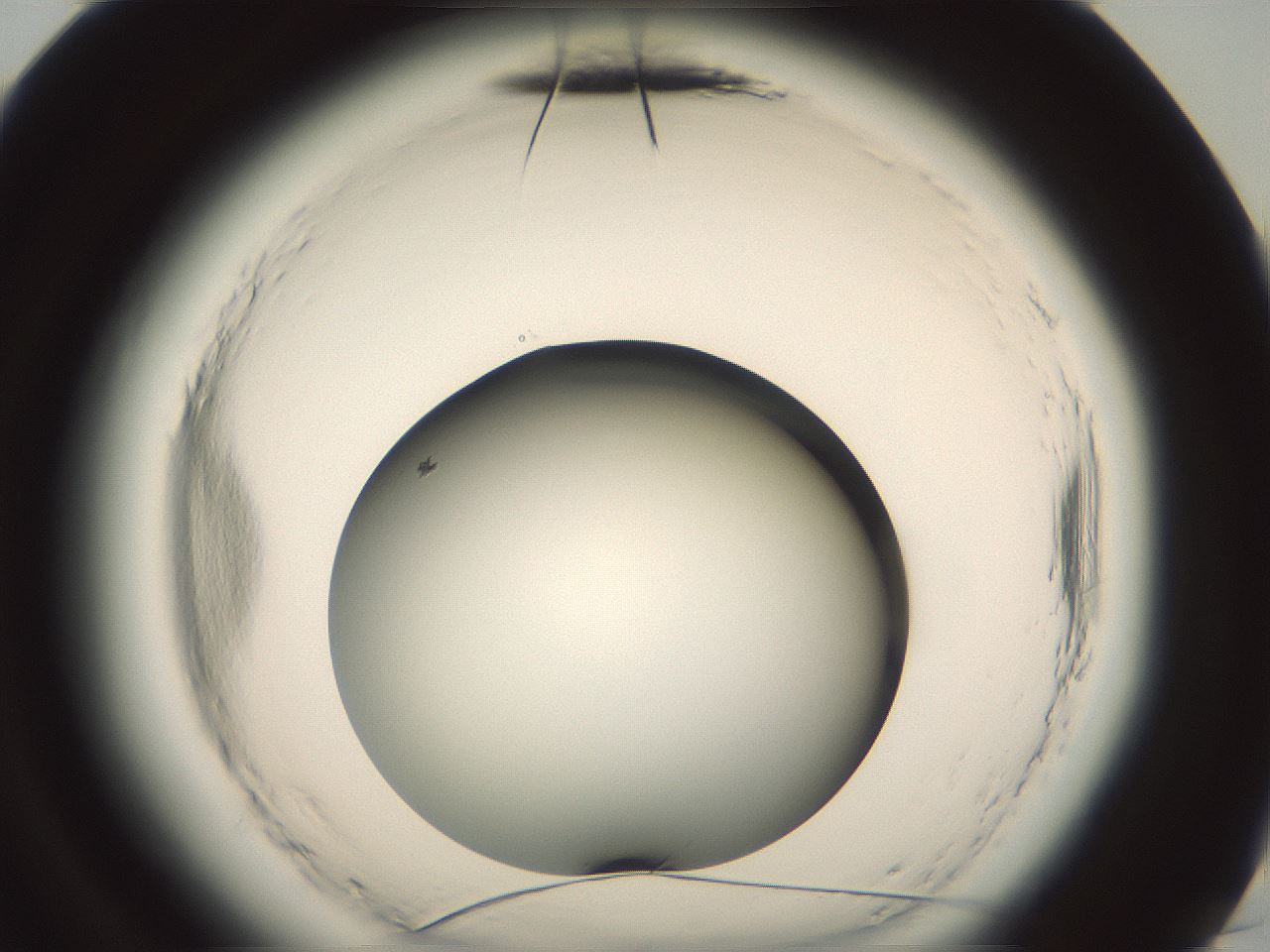 folderID576_plateID2576_batchID13156_wellNum96_profileID1_d3_r197864_ef.jpg