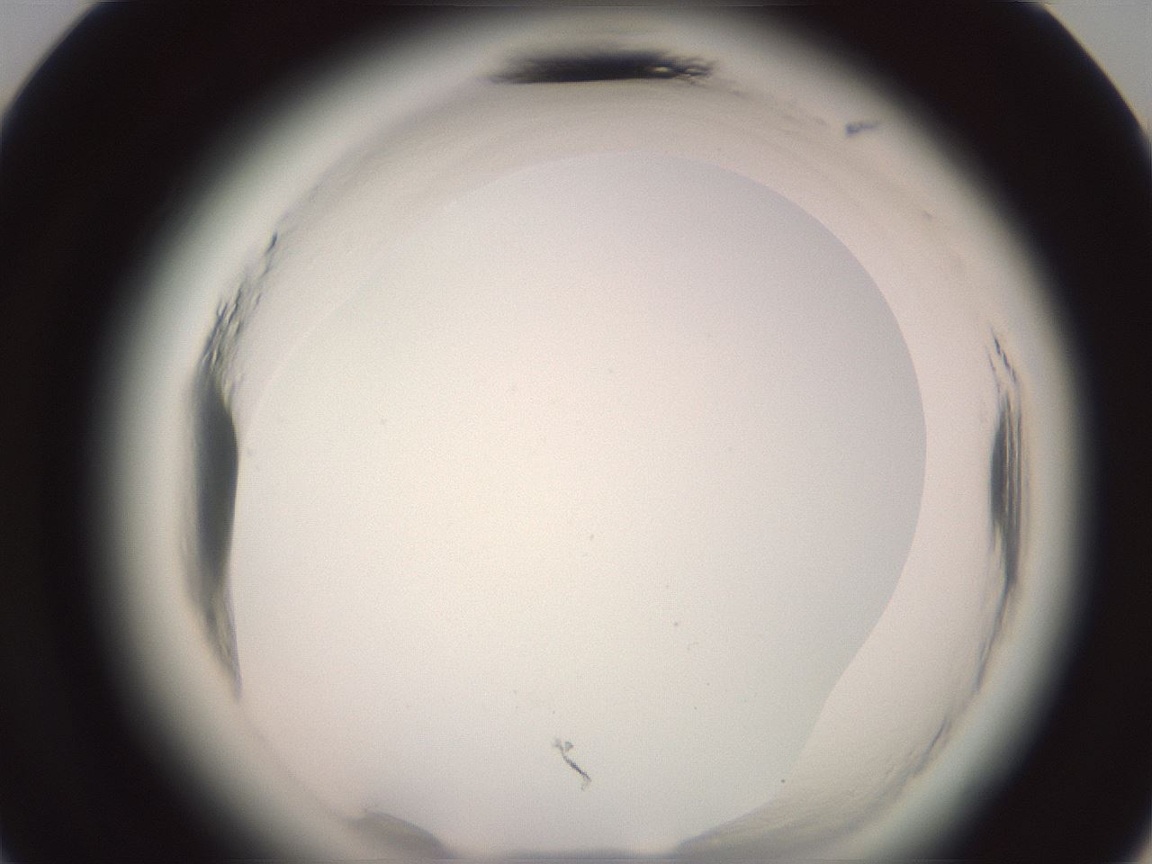folderID577_plateID2577_batchID13160_wellNum24_profileID1_d3_r198512_ef.jpg