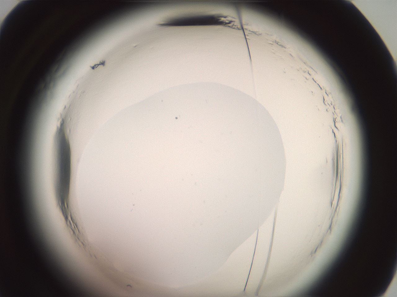folderID577_plateID2577_batchID13160_wellNum48_profileID1_d2_r198583_ef.jpg