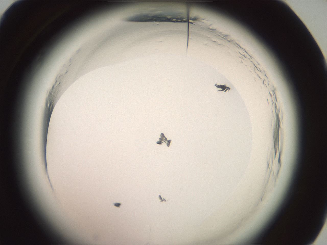 folderID577_plateID2577_batchID13160_wellNum60_profileID1_d1_r198618_ef.jpg