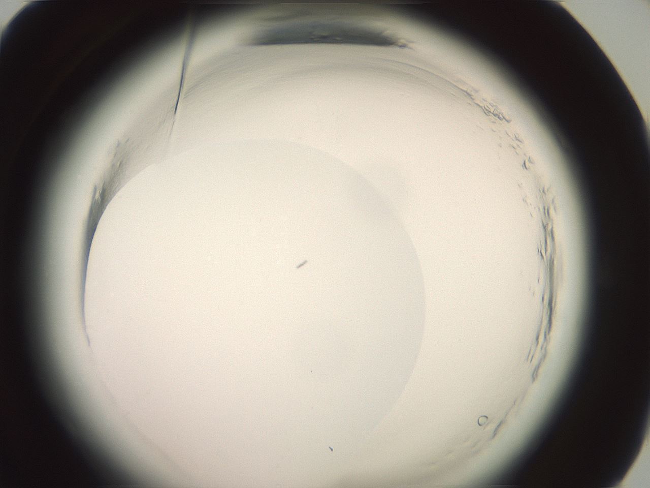 folderID577_plateID2577_batchID13160_wellNum72_profileID1_d1_r198654_ef.jpg