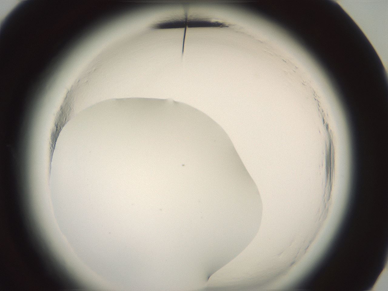 folderID577_plateID2577_batchID13160_wellNum72_profileID1_d3_r198656_ef.jpg