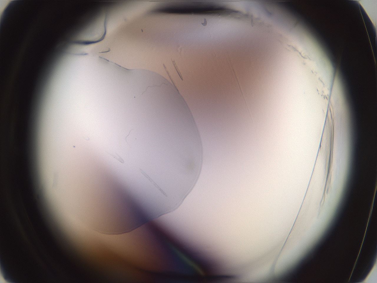 folderID577_plateID2577_batchID13160_wellNum6_profileID1_d2_r198457_ef.jpg