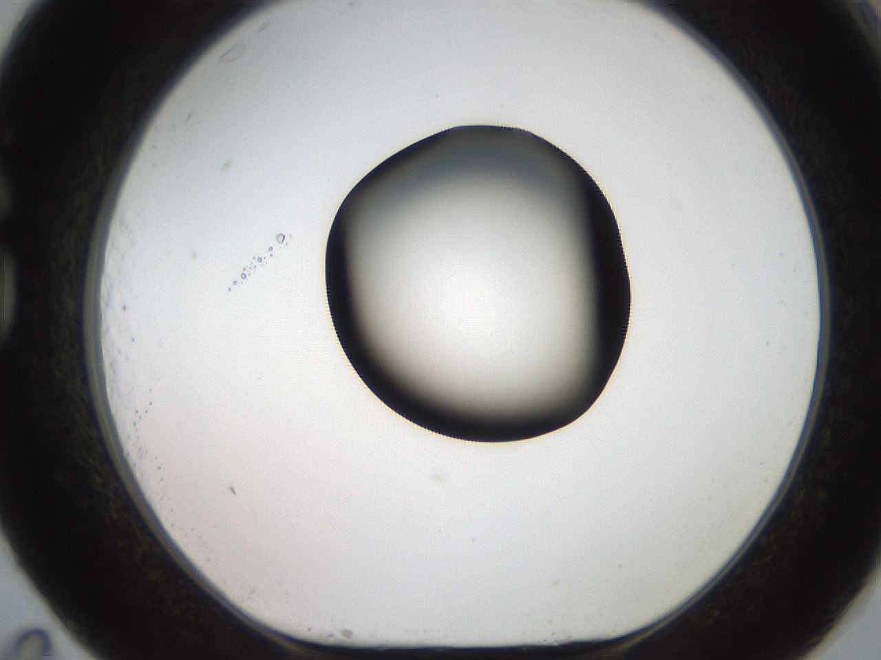 folderID566_plateID2566_batchID13023_wellNum83_profileID1_d1_r195547_ef.jpg
