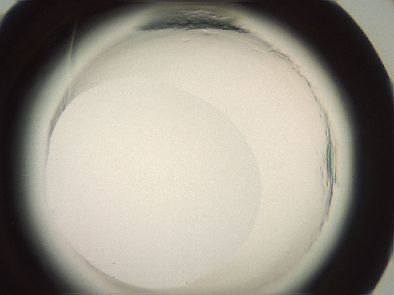 folderID577_plateID2577_batchID13160_wellNum84_profileID1_d1_r198690_ef.jpg