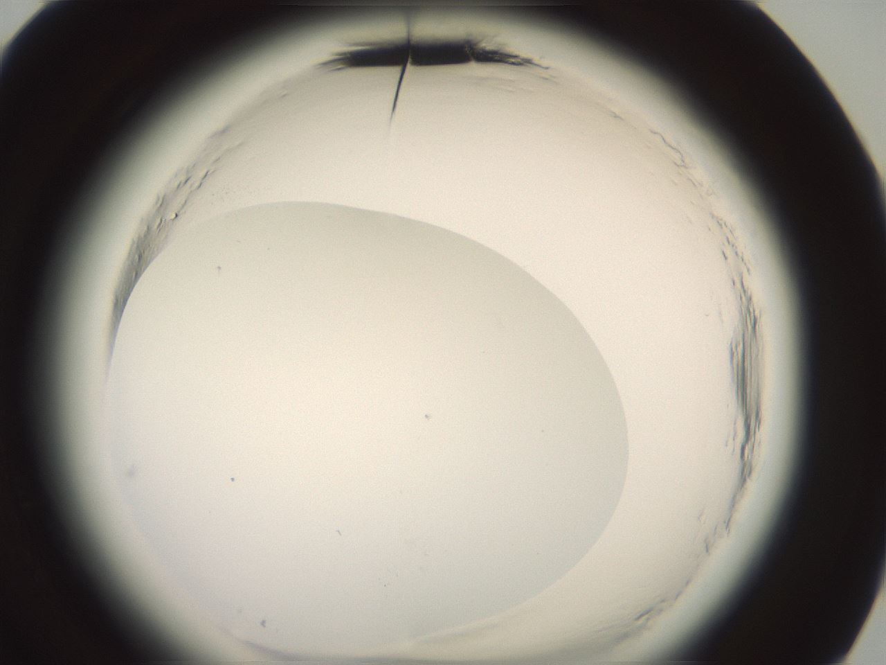 folderID577_plateID2577_batchID13160_wellNum84_profileID1_d3_r198692_ef.jpg