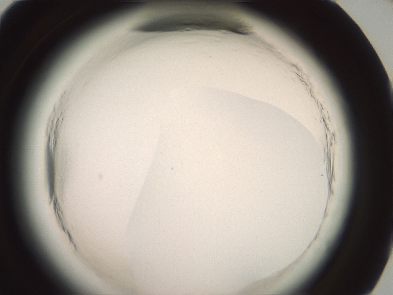 folderID577_plateID2577_batchID13160_wellNum95_profileID1_d1_r198723_ef.jpg