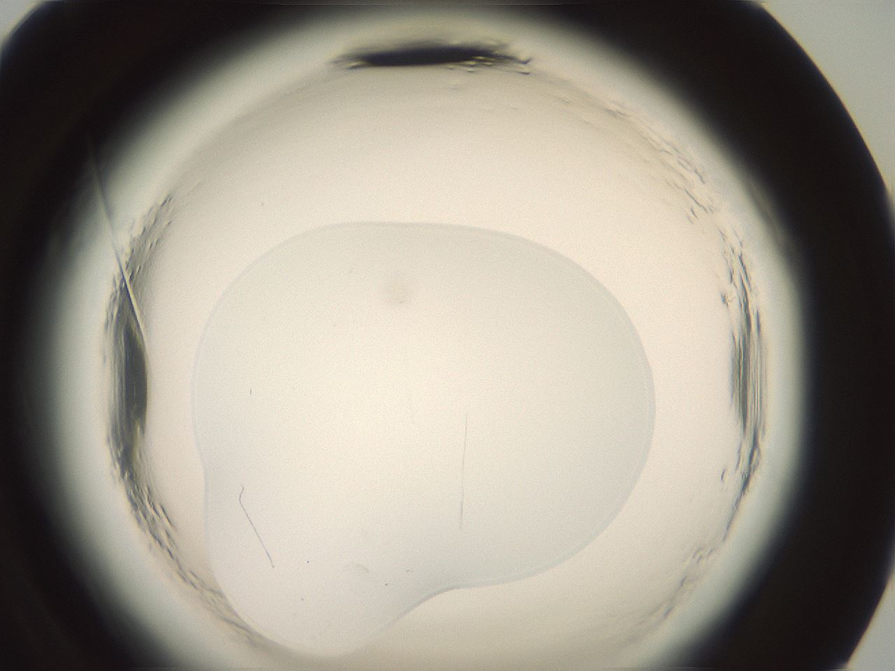 folderID577_plateID2577_batchID13160_wellNum96_profileID1_d2_r198727_ef.jpg