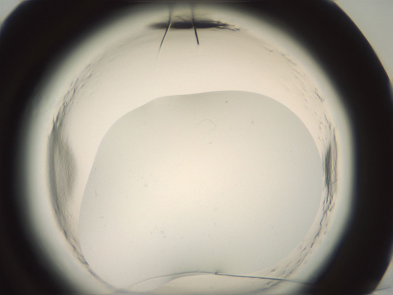 folderID577_plateID2577_batchID13160_wellNum96_profileID1_d3_r198728_ef.jpg