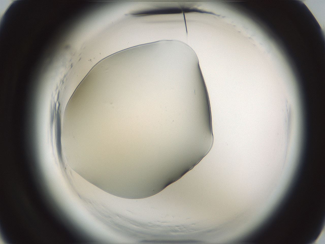 folderID579_plateID2579_batchID13165_wellNum4_profileID1_d3_r199892_ef.jpg