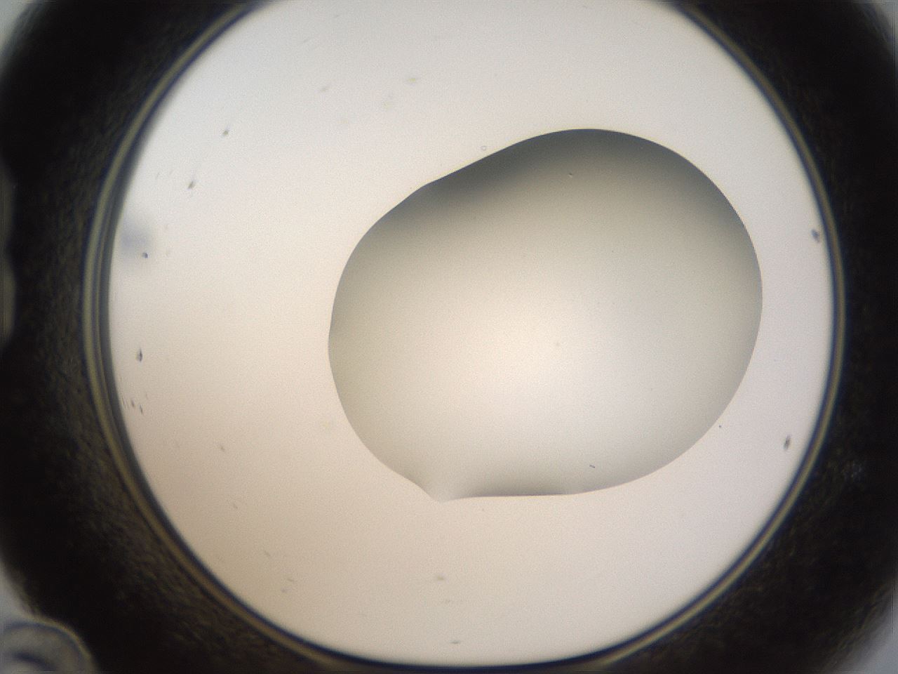 folderID57_plateID2057_batchID9024_wellNum24_profileID1_d1_r138734_ef.jpg