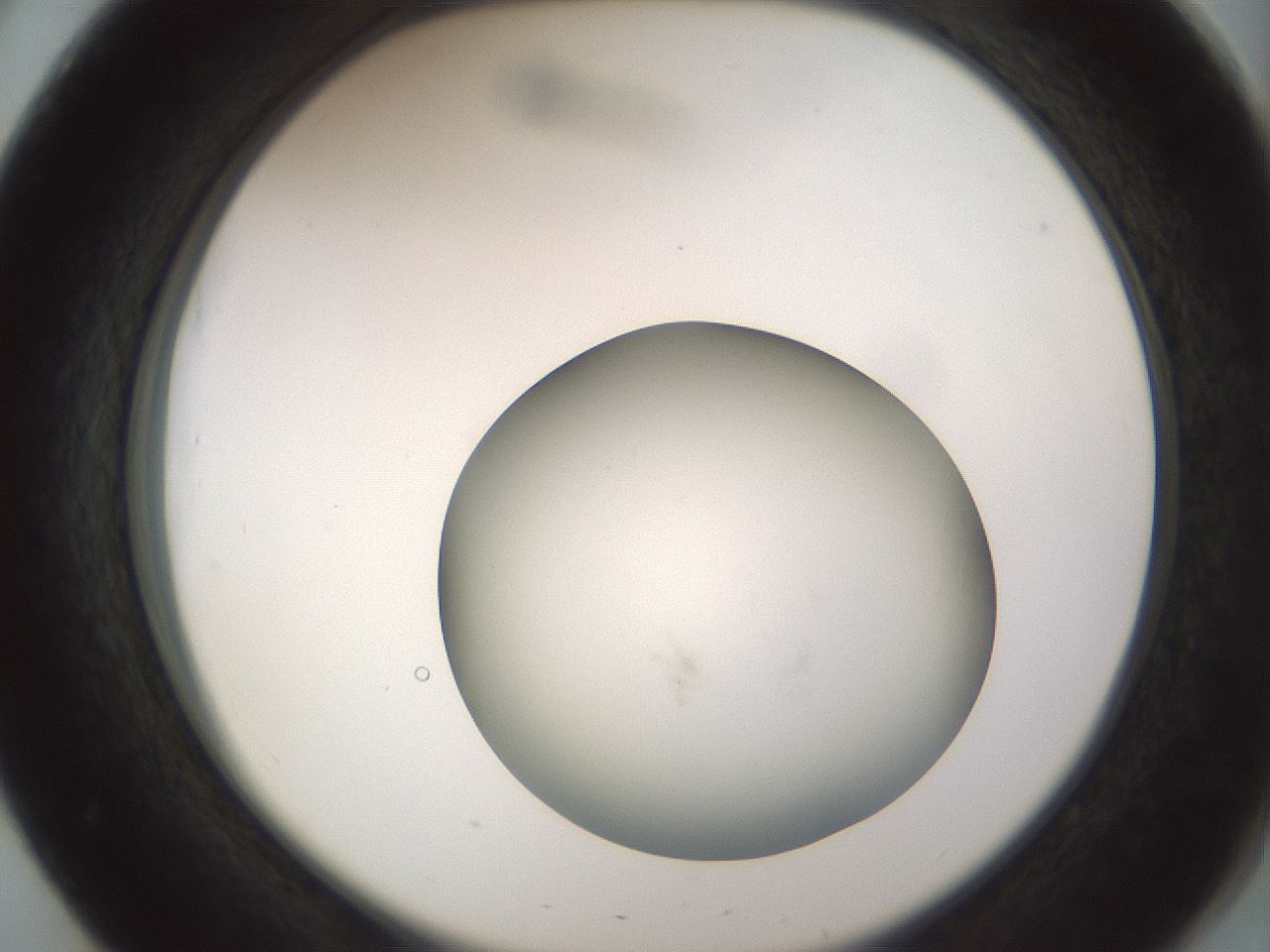 folderID580_plateID1580_batchID6462_wellNum51_profileID1_d2_r104180_ef.jpg