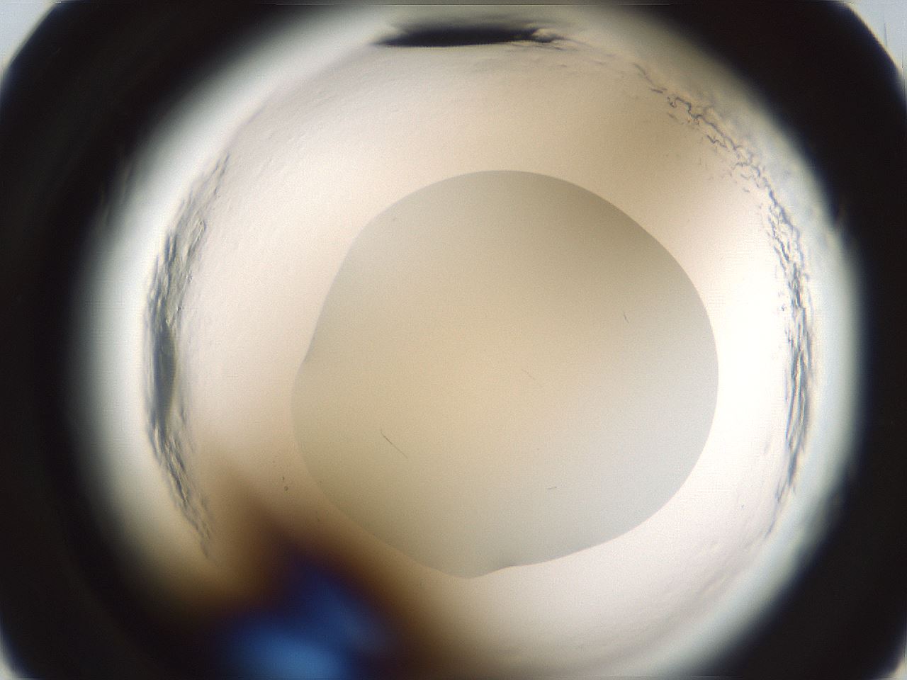 folderID580_plateID2580_batchID13169_wellNum23_profileID1_d2_r200812_ef.jpg