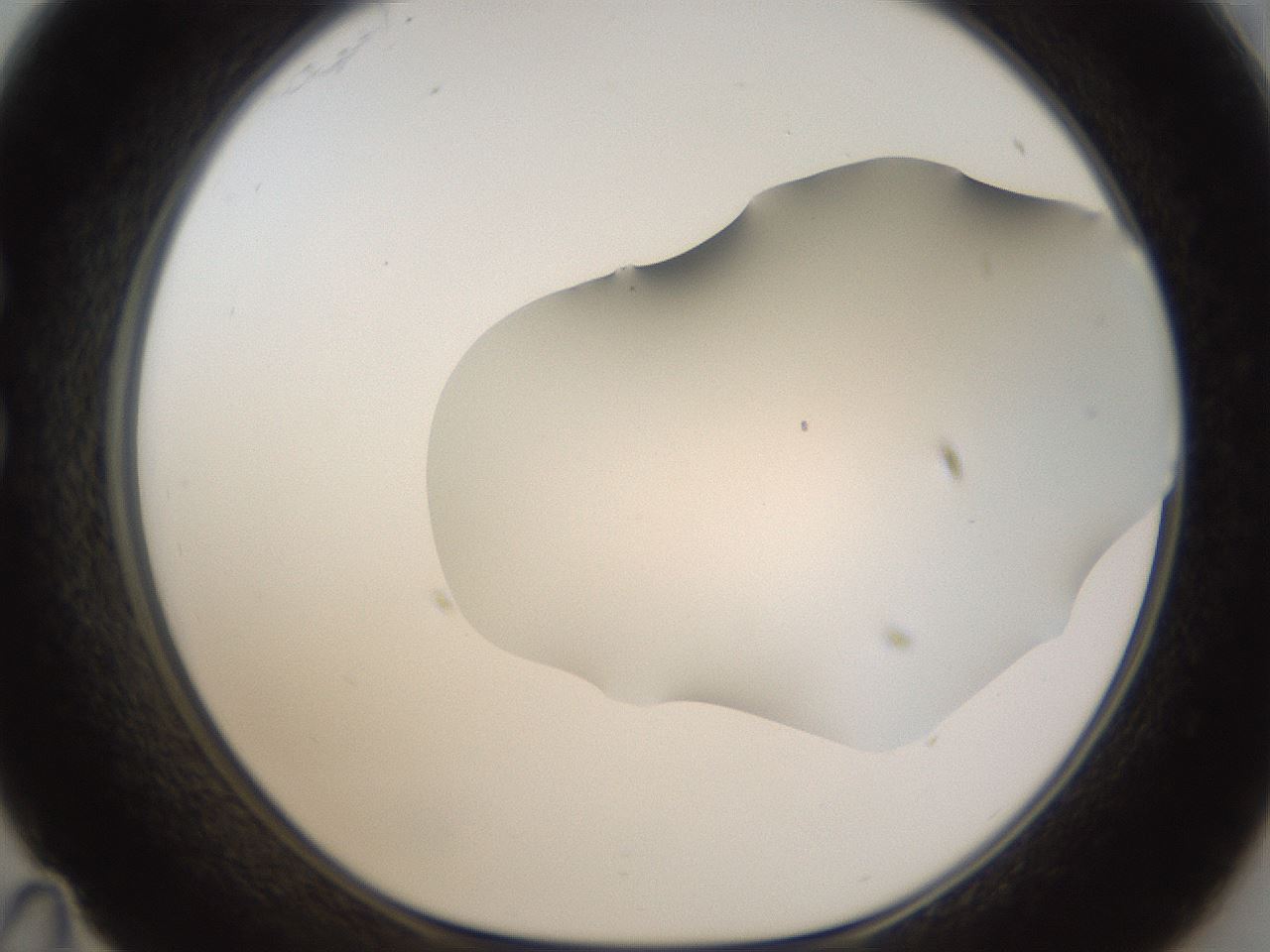 folderID57_plateID2057_batchID9024_wellNum35_profileID1_d1_r138745_ef.jpg