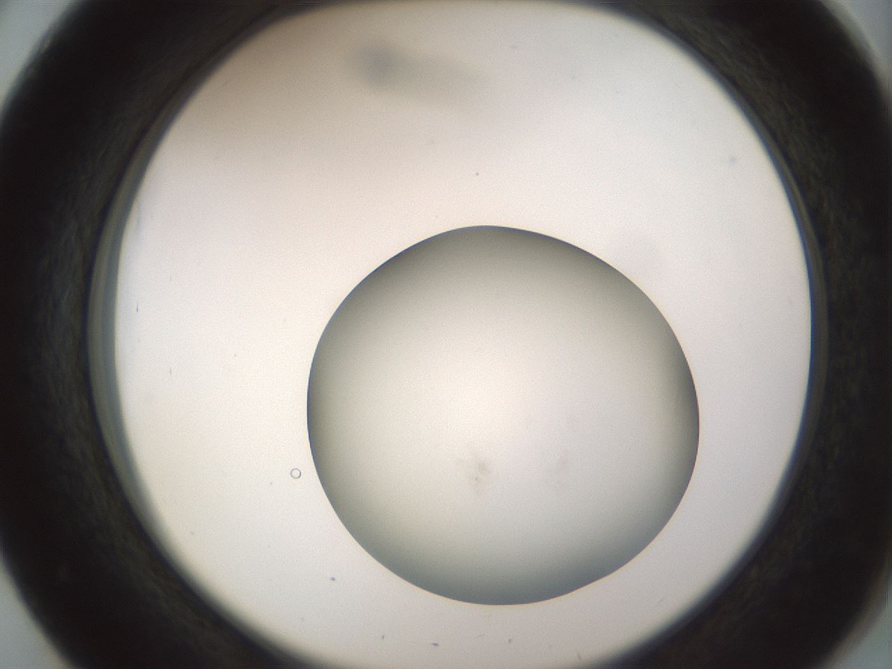 folderID580_plateID1580_batchID6451_wellNum51_profileID1_d2_r104180_ef.jpg