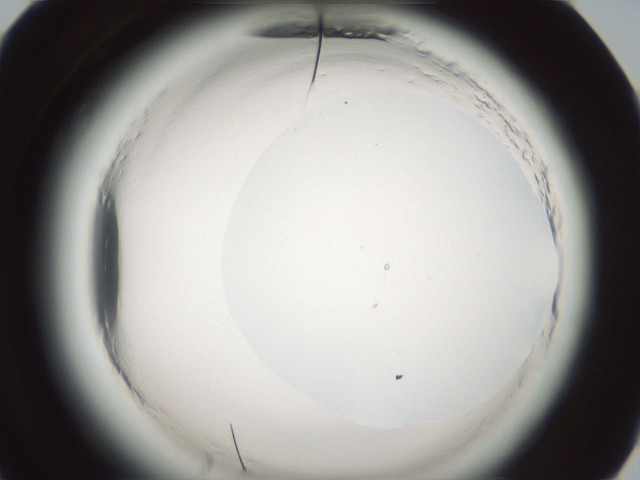 folderID580_plateID2580_batchID13169_wellNum60_profileID1_d1_r200922_ef.jpg