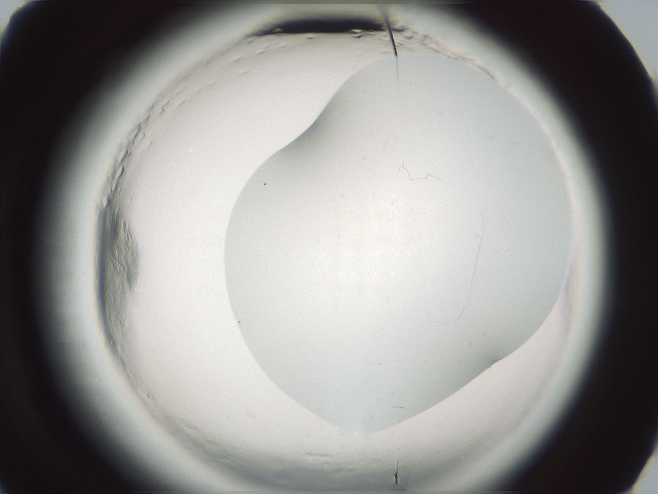 folderID580_plateID2580_batchID13169_wellNum68_profileID1_d3_r200948_ef.jpg
