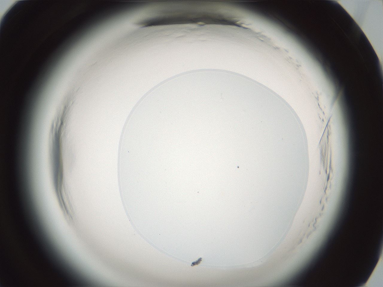 folderID580_plateID2580_batchID13169_wellNum94_profileID1_d1_r201024_ef.jpg