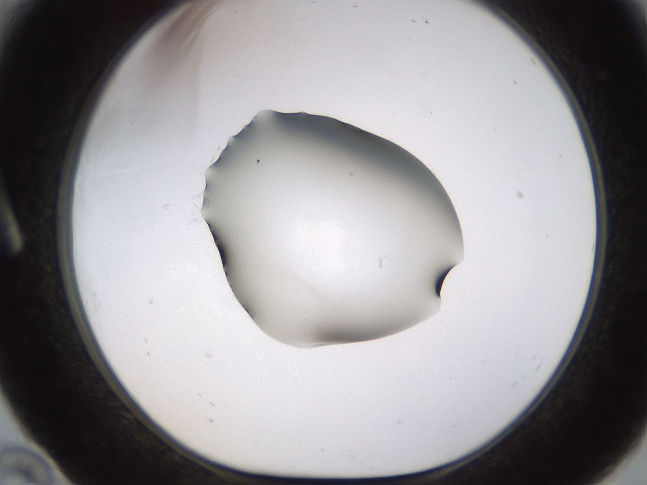 folderID583_plateID1583_batchID6486_wellNum10_profileID1_d1_r104328_ef.jpg