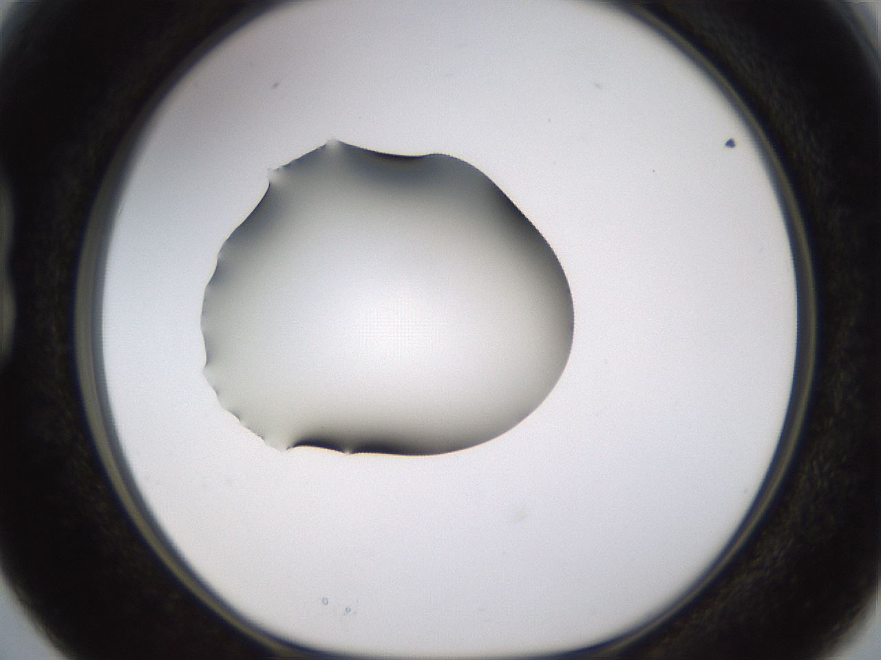 folderID583_plateID1583_batchID6486_wellNum15_profileID1_d1_r104333_ef.jpg