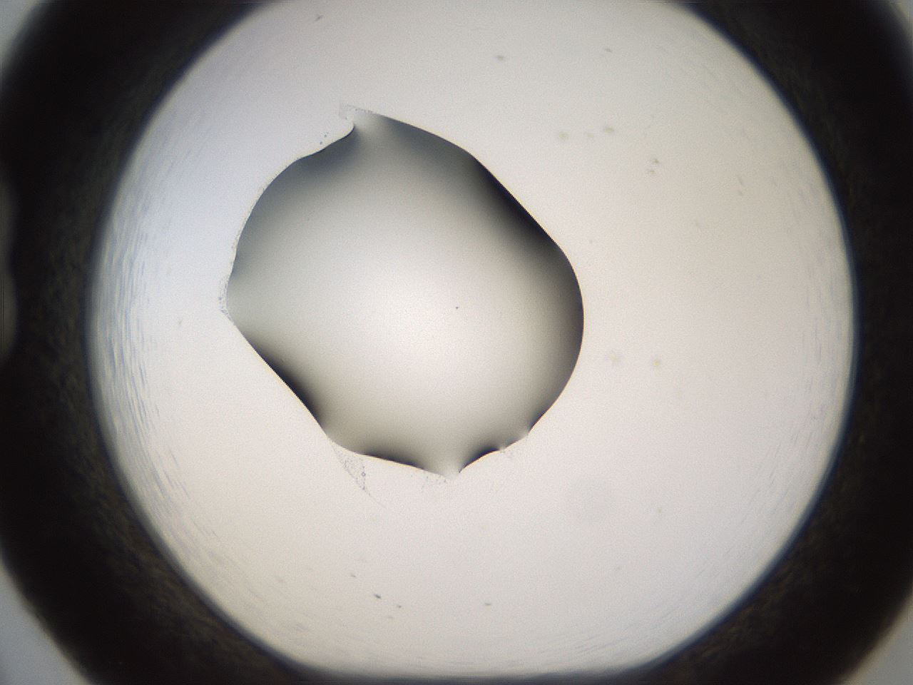 folderID583_plateID1583_batchID6486_wellNum20_profileID1_d1_r104338_ef.jpg