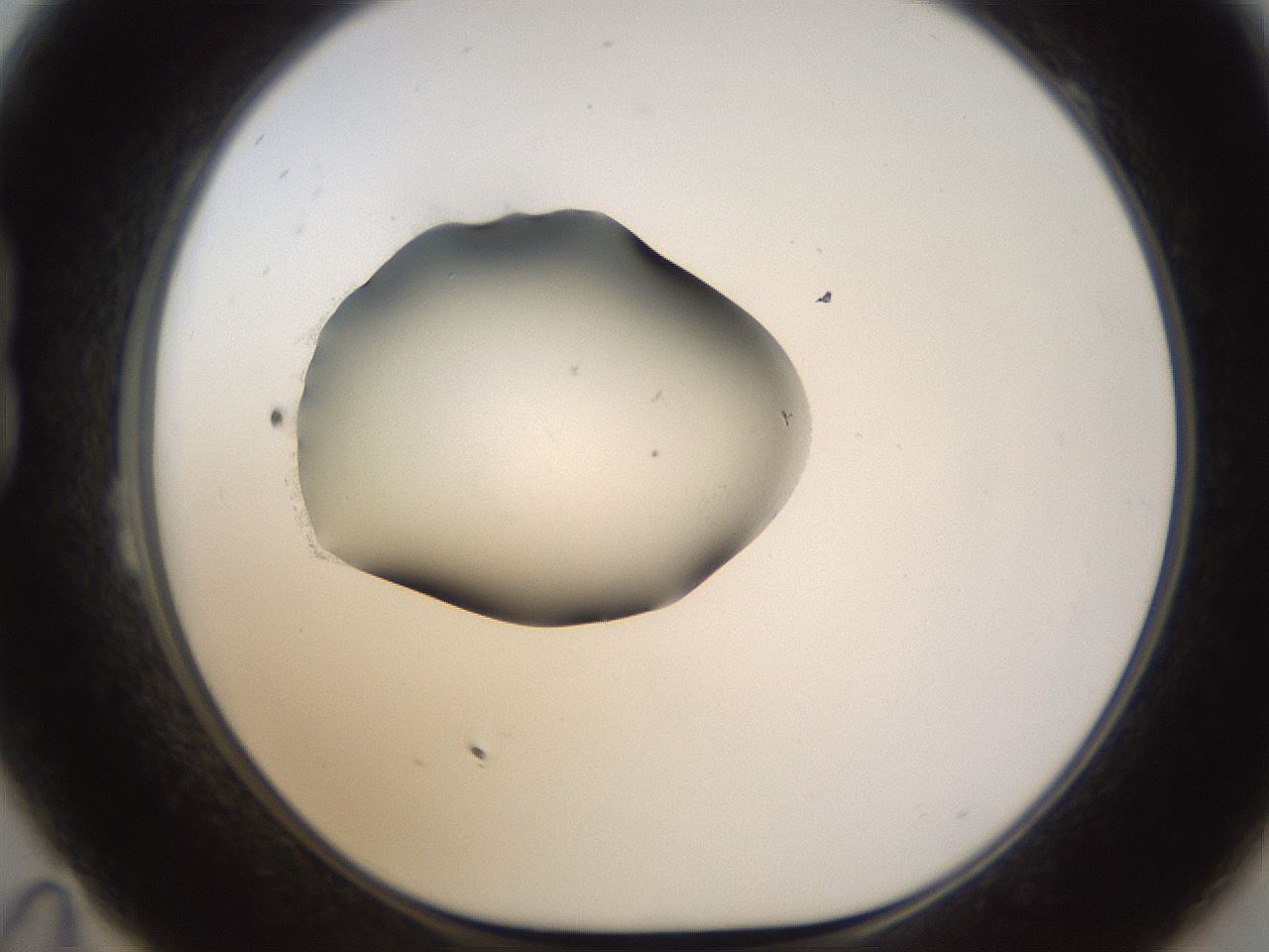 folderID583_plateID1583_batchID6486_wellNum23_profileID1_d1_r104341_ef.jpg