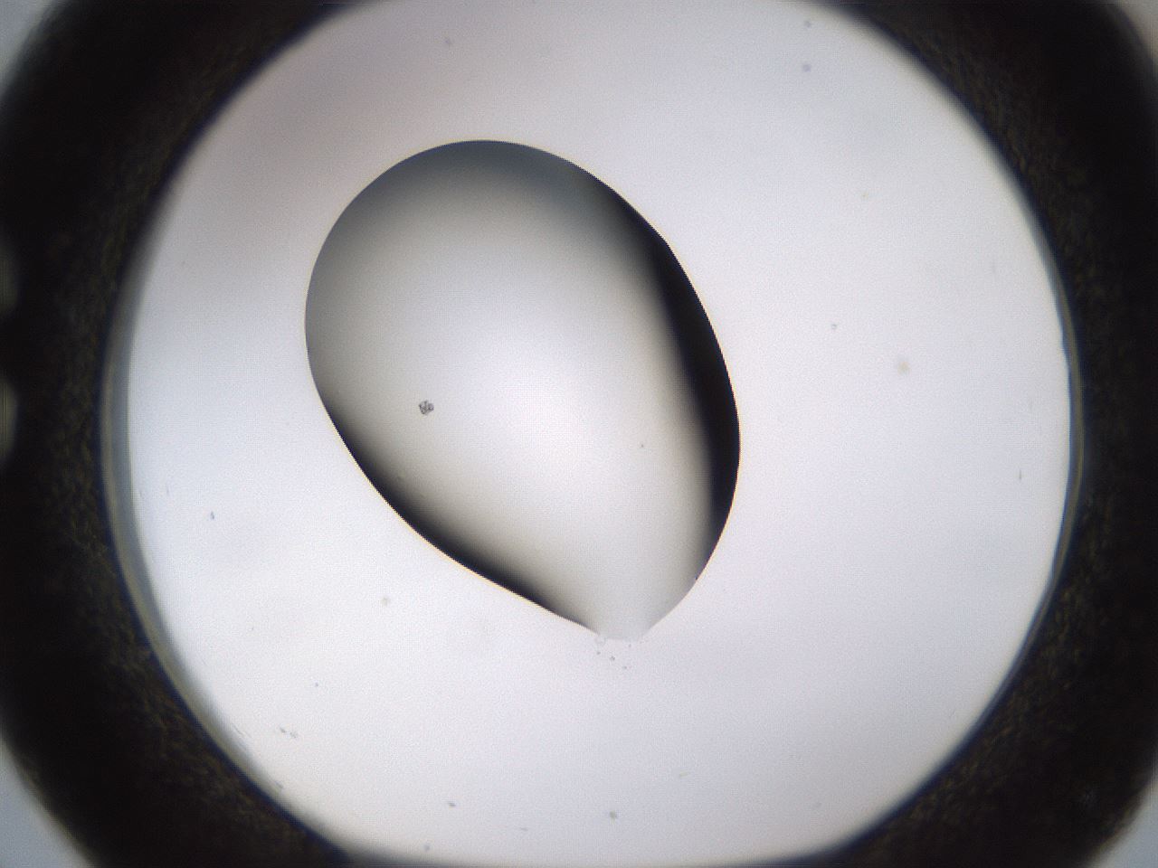 folderID583_plateID1583_batchID6486_wellNum26_profileID1_d1_r104344_ef.jpg