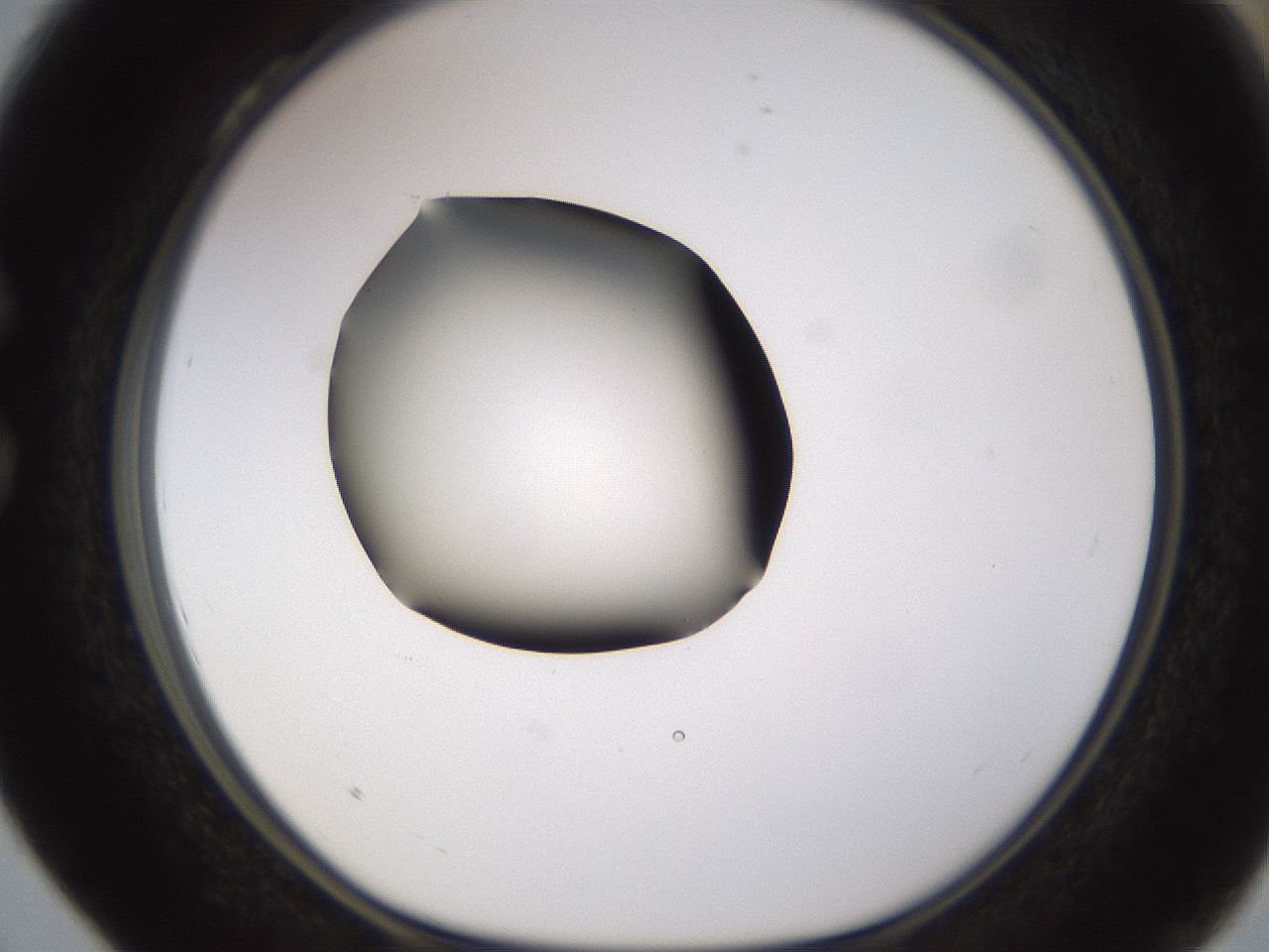 folderID583_plateID1583_batchID6486_wellNum28_profileID1_d1_r104346_ef.jpg