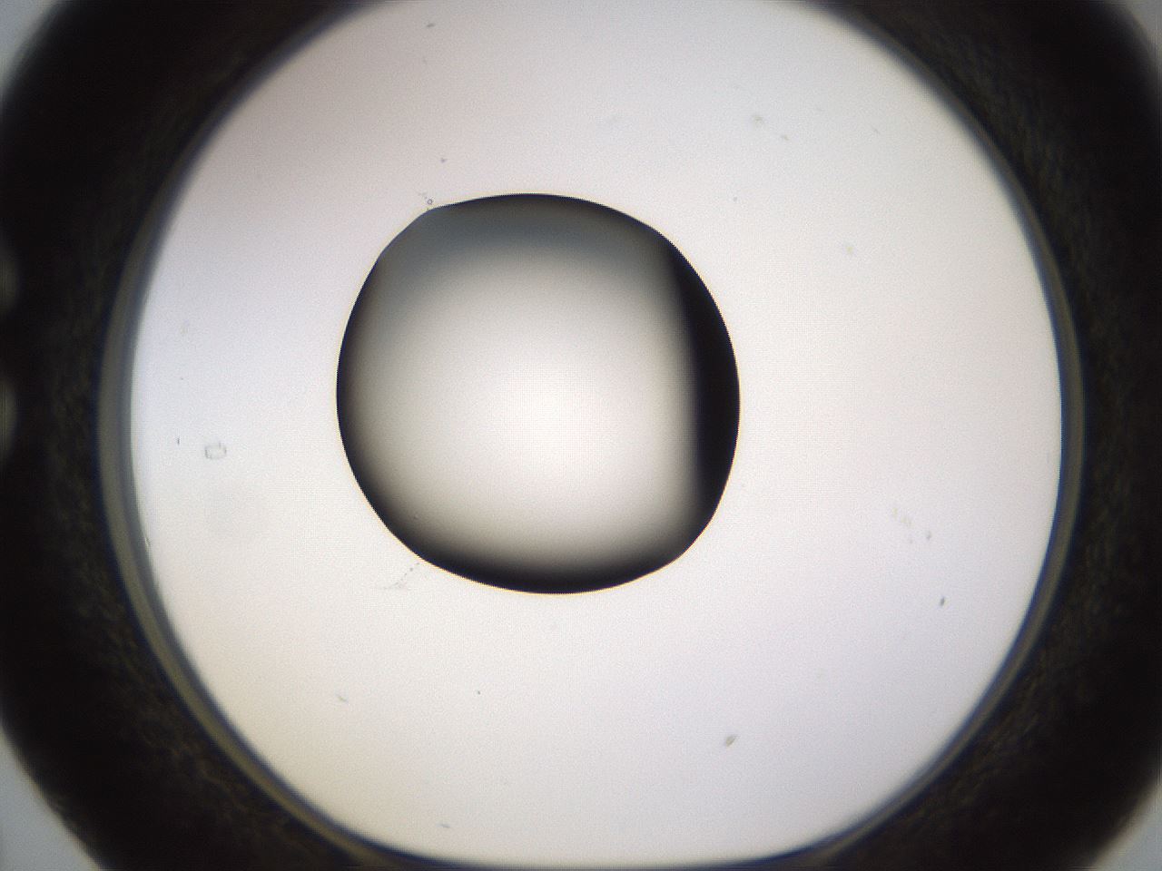 folderID583_plateID1583_batchID6486_wellNum29_profileID1_d1_r104347_ef.jpg