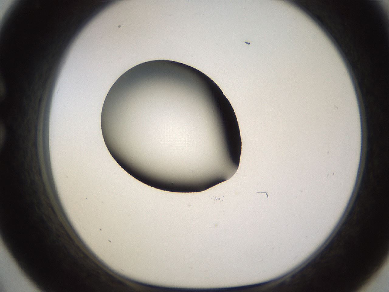 folderID583_plateID1583_batchID6486_wellNum33_profileID1_d1_r104351_ef.jpg
