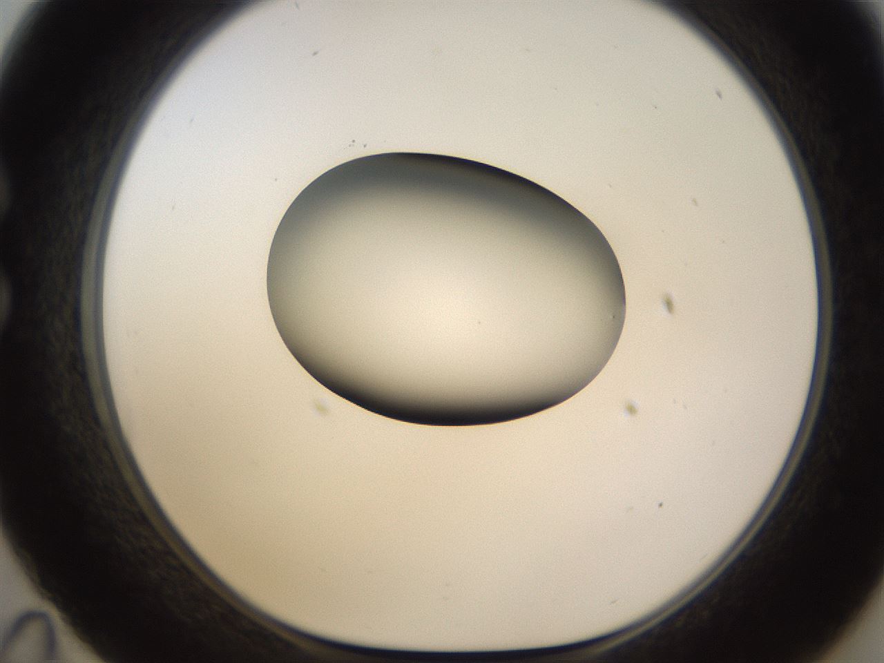 folderID583_plateID1583_batchID6486_wellNum35_profileID1_d1_r104353_ef.jpg