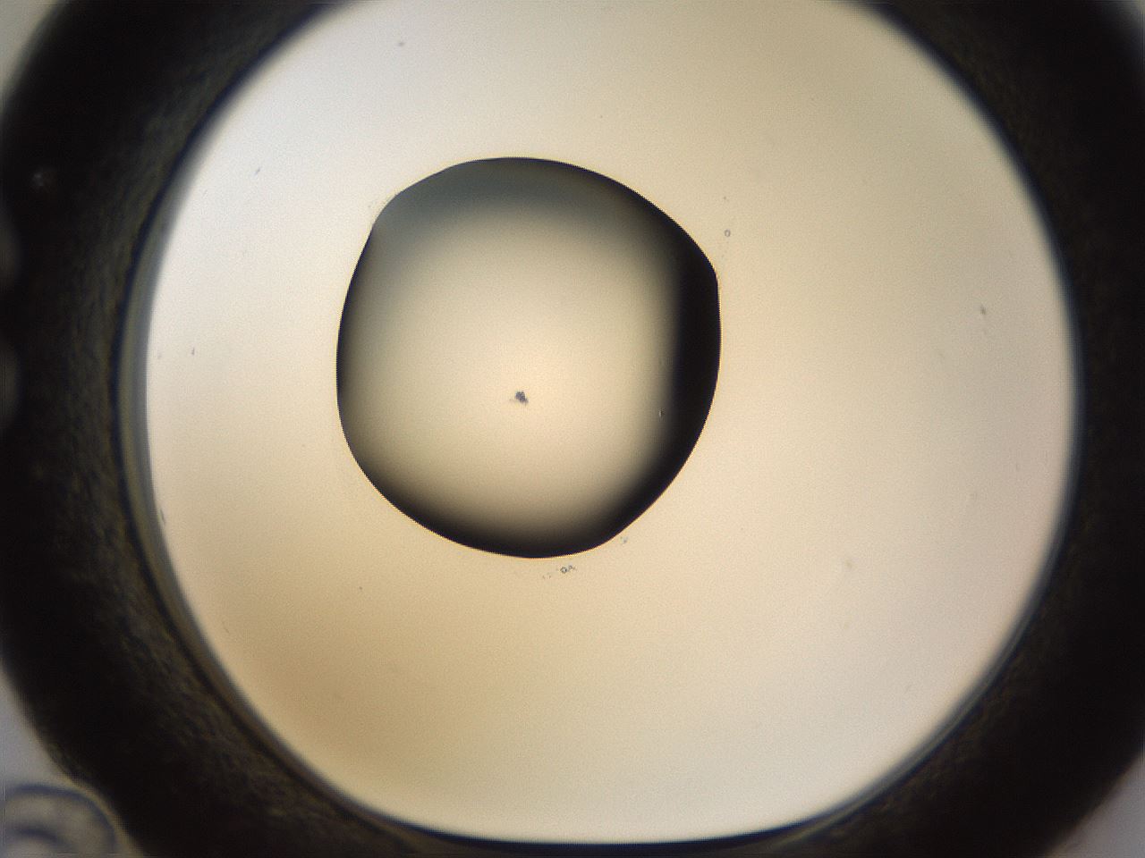 folderID583_plateID1583_batchID6486_wellNum36_profileID1_d1_r104354_ef.jpg