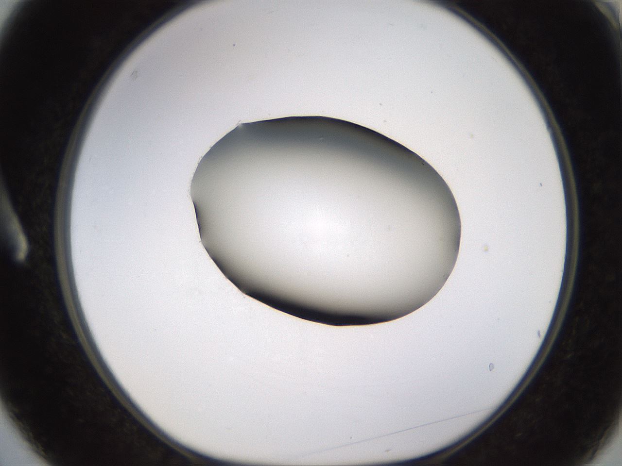 folderID583_plateID1583_batchID6486_wellNum3_profileID1_d1_r104321_ef.jpg