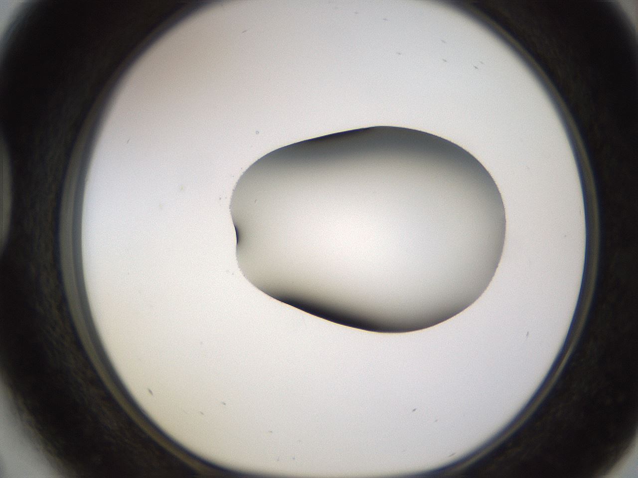 folderID583_plateID1583_batchID6486_wellNum41_profileID1_d1_r104359_ef.jpg