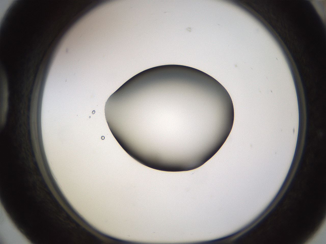 folderID583_plateID1583_batchID6486_wellNum42_profileID1_d1_r104360_ef.jpg