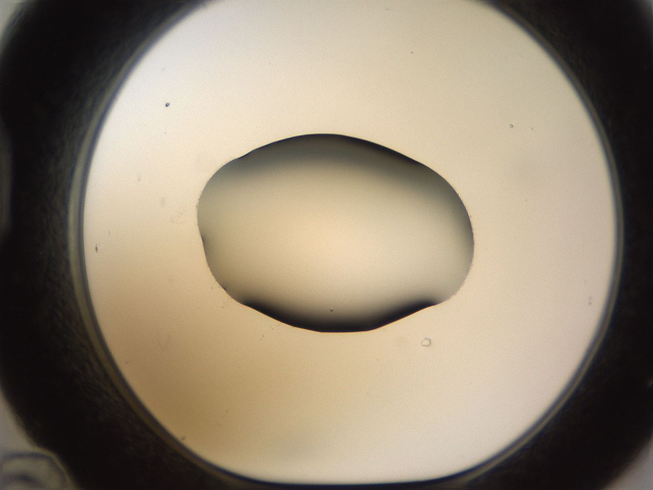 folderID583_plateID1583_batchID6486_wellNum48_profileID1_d1_r104366_ef.jpg