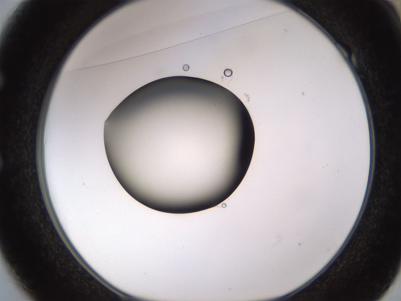 folderID583_plateID1583_batchID6486_wellNum49_profileID1_d1_r104367_ef.jpg