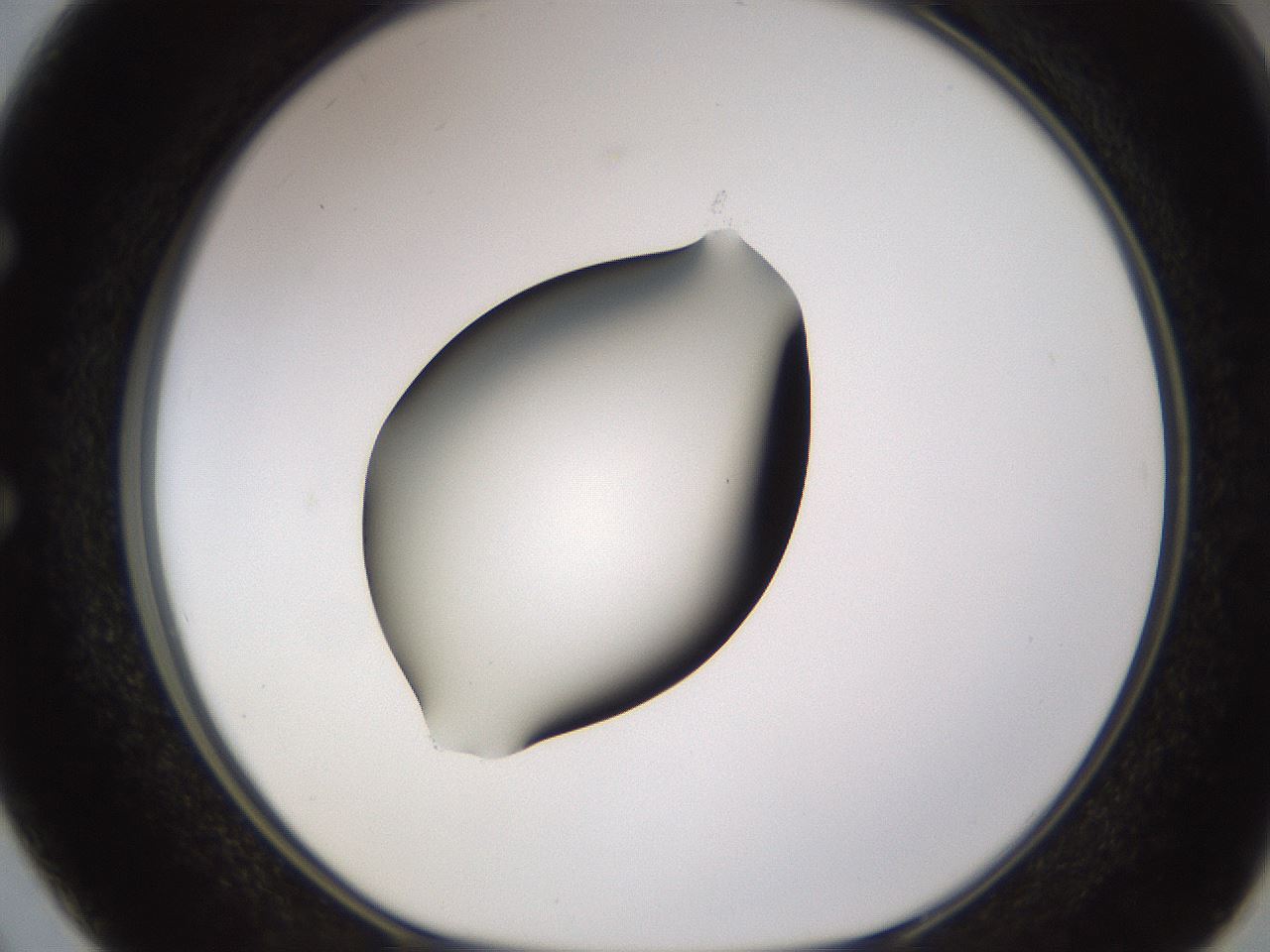 folderID583_plateID1583_batchID6486_wellNum50_profileID1_d1_r104368_ef.jpg