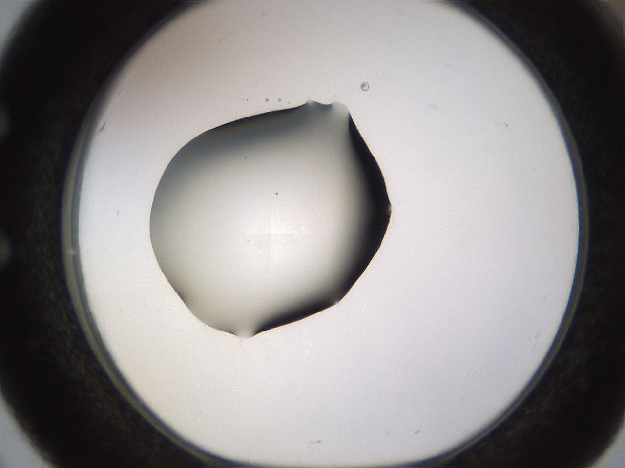 folderID583_plateID1583_batchID6486_wellNum51_profileID1_d1_r104369_ef.jpg