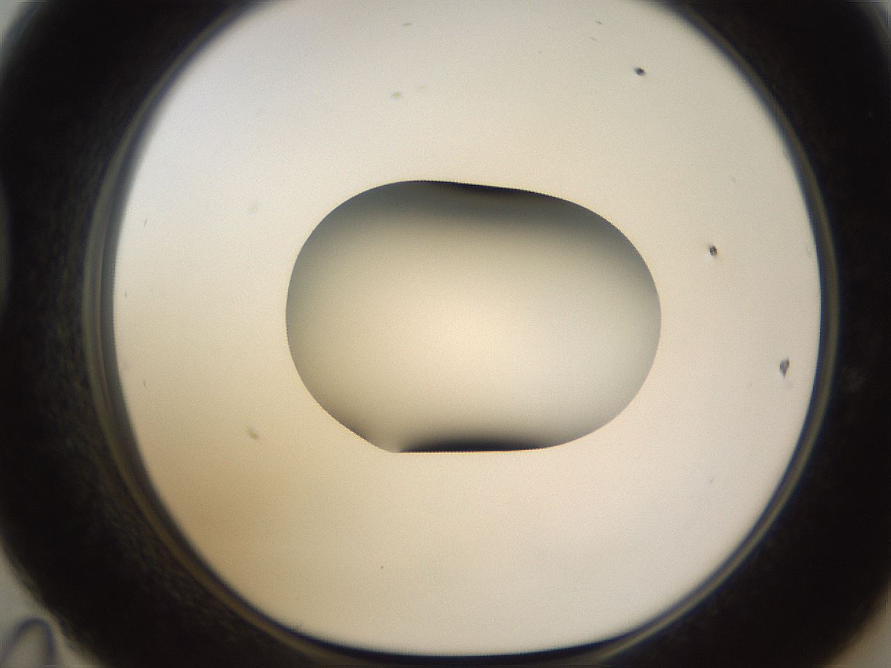 folderID583_plateID1583_batchID6486_wellNum47_profileID1_d1_r104365_ef.jpg