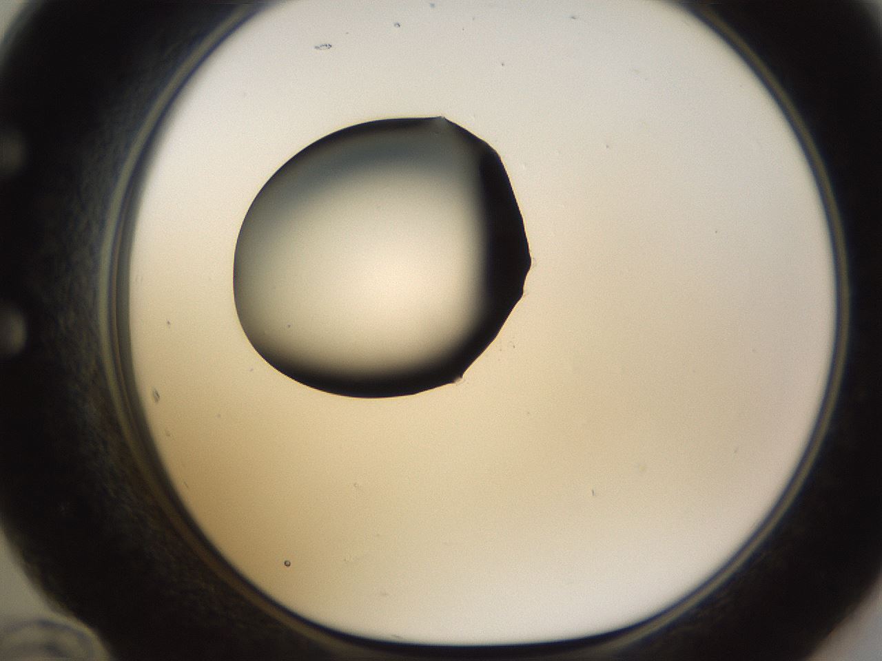folderID583_plateID1583_batchID6486_wellNum60_profileID1_d1_r104378_ef.jpg