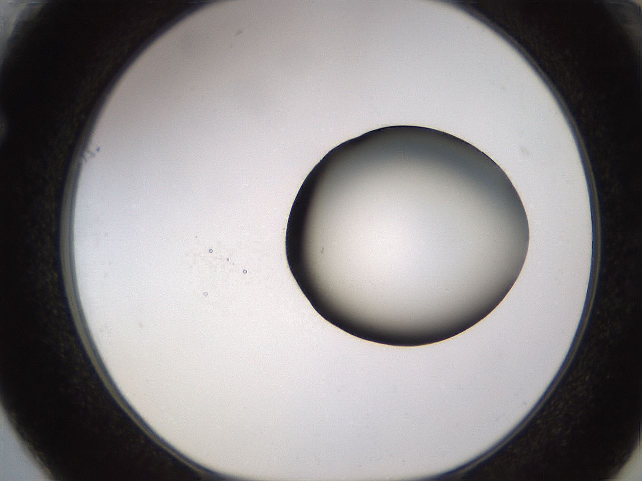 folderID583_plateID1583_batchID6486_wellNum61_profileID1_d1_r104379_ef.jpg