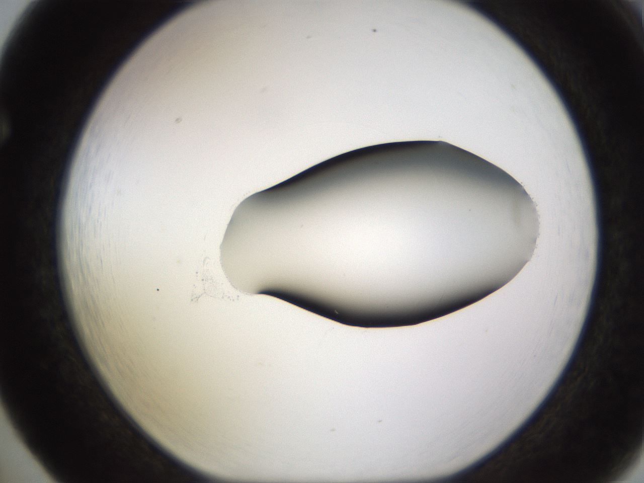 folderID583_plateID1583_batchID6486_wellNum65_profileID1_d1_r104383_ef.jpg