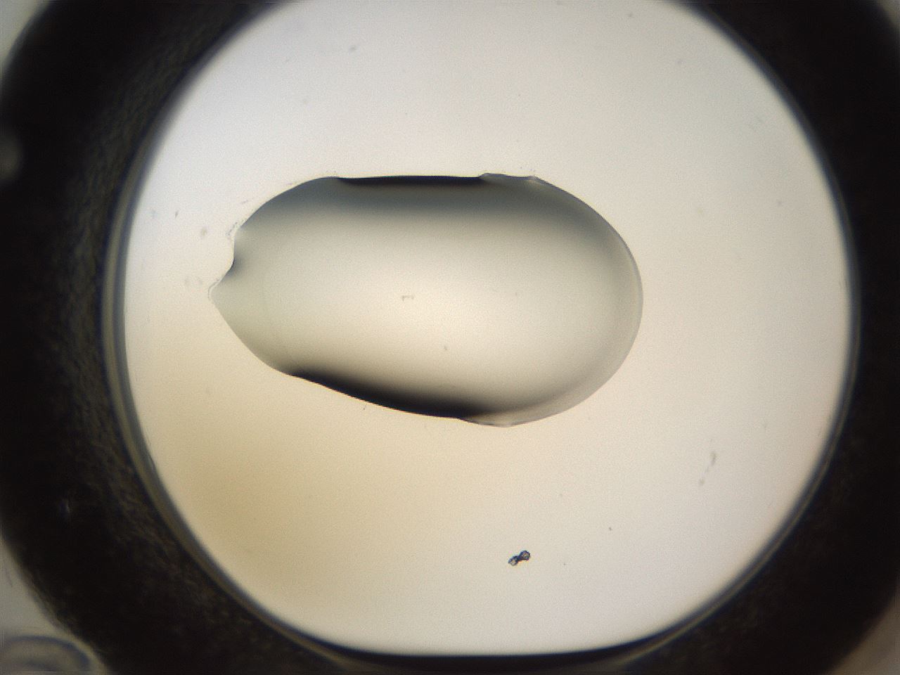 folderID583_plateID1583_batchID6486_wellNum72_profileID1_d1_r104390_ef.jpg