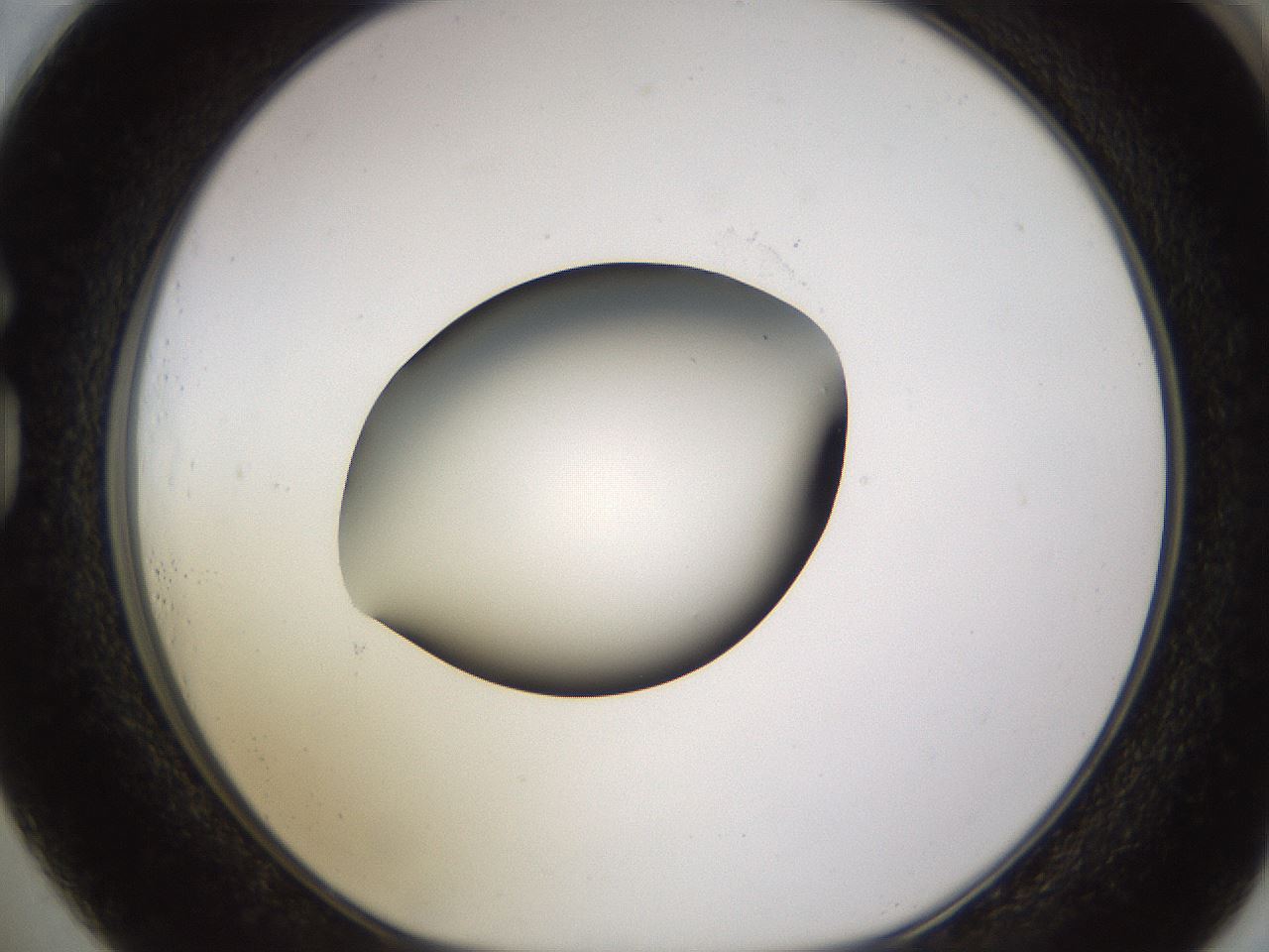 folderID583_plateID1583_batchID6486_wellNum73_profileID1_d1_r104391_ef.jpg