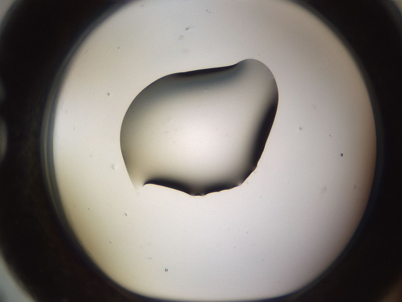 folderID583_plateID1583_batchID6486_wellNum79_profileID1_d1_r104397_ef.jpg