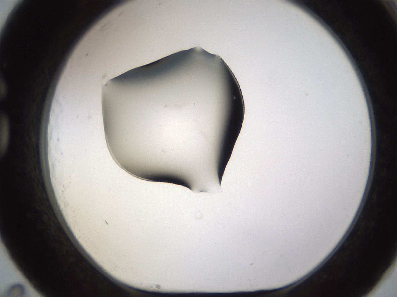 folderID583_plateID1583_batchID6486_wellNum83_profileID1_d1_r104401_ef.jpg